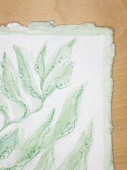 Green Sea Kelp No. 2