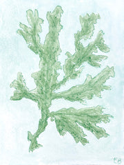 Green Seaweed No. 2