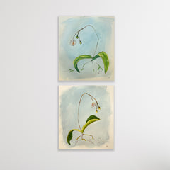 Orchid Study - Bloom