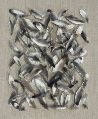 Pin Mounted Gray Feathers