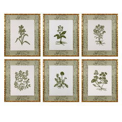 Botanical 52