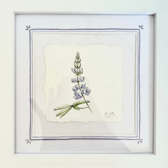 Alpine Lupine