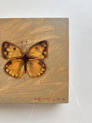 Orange Sulphur Butterfly