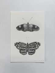 Postman & Mexican Bluewing Butterfly