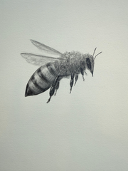 Bee 6