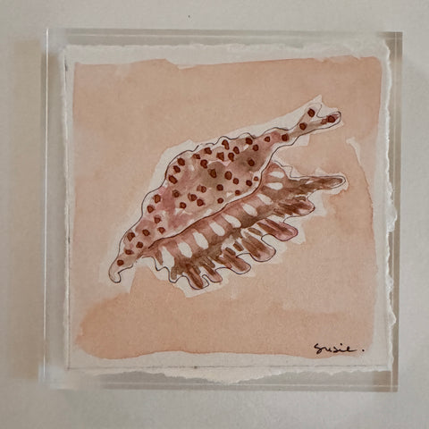 Original Seashell 17