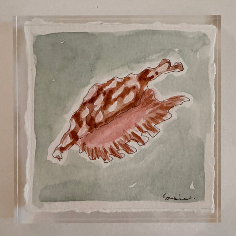 Original Seashell 29