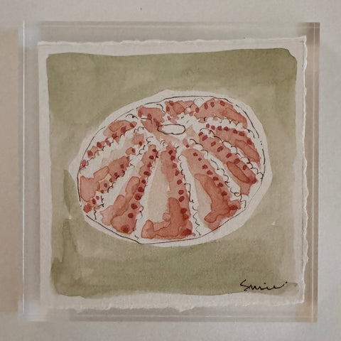 Original Seashell 32