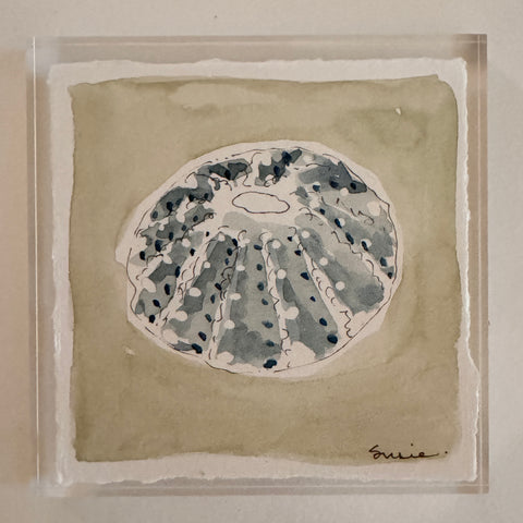 Original Seashell 36