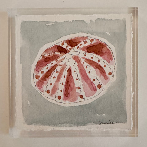 Original Seashell 41