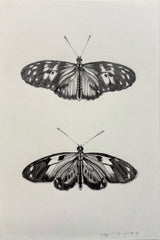 Tiger Longwing Butterflies