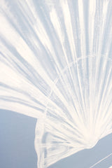 Scallop Shell on Blue