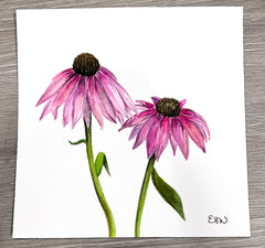 Echinacea