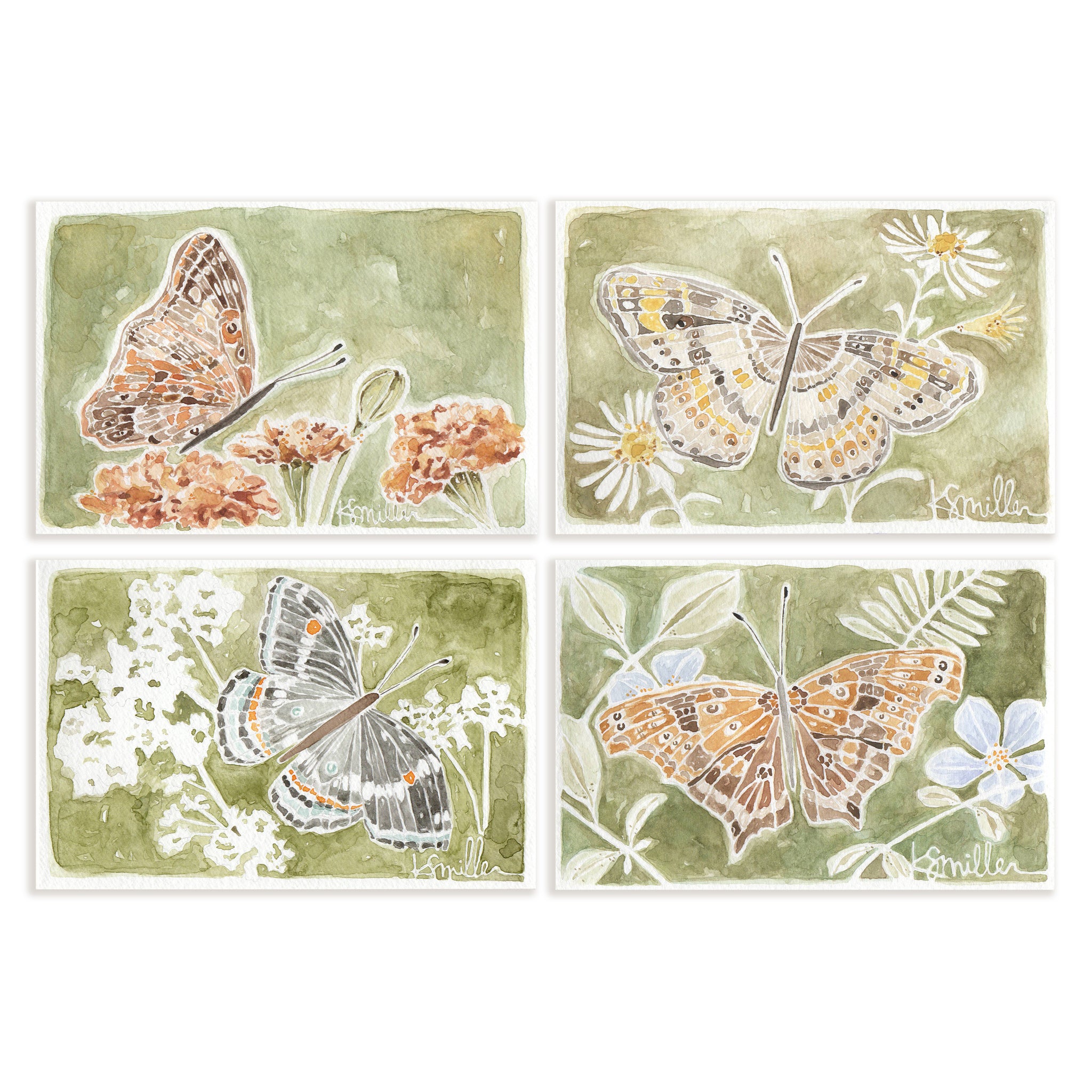 Butterflies 032