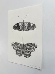 Postman & Mexican Bluewing Butterfly