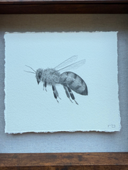 Little Bee 1