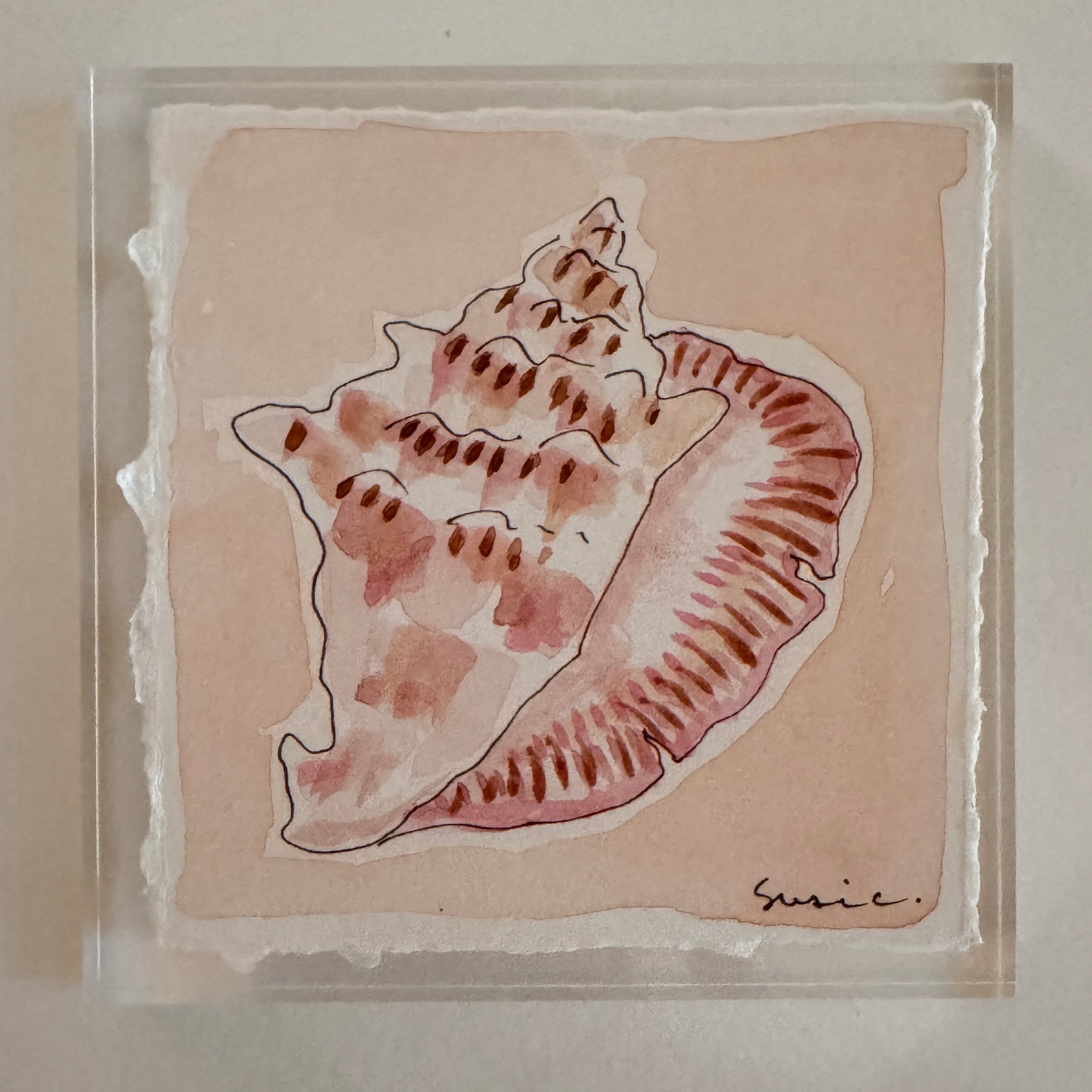 Original Seashell 13