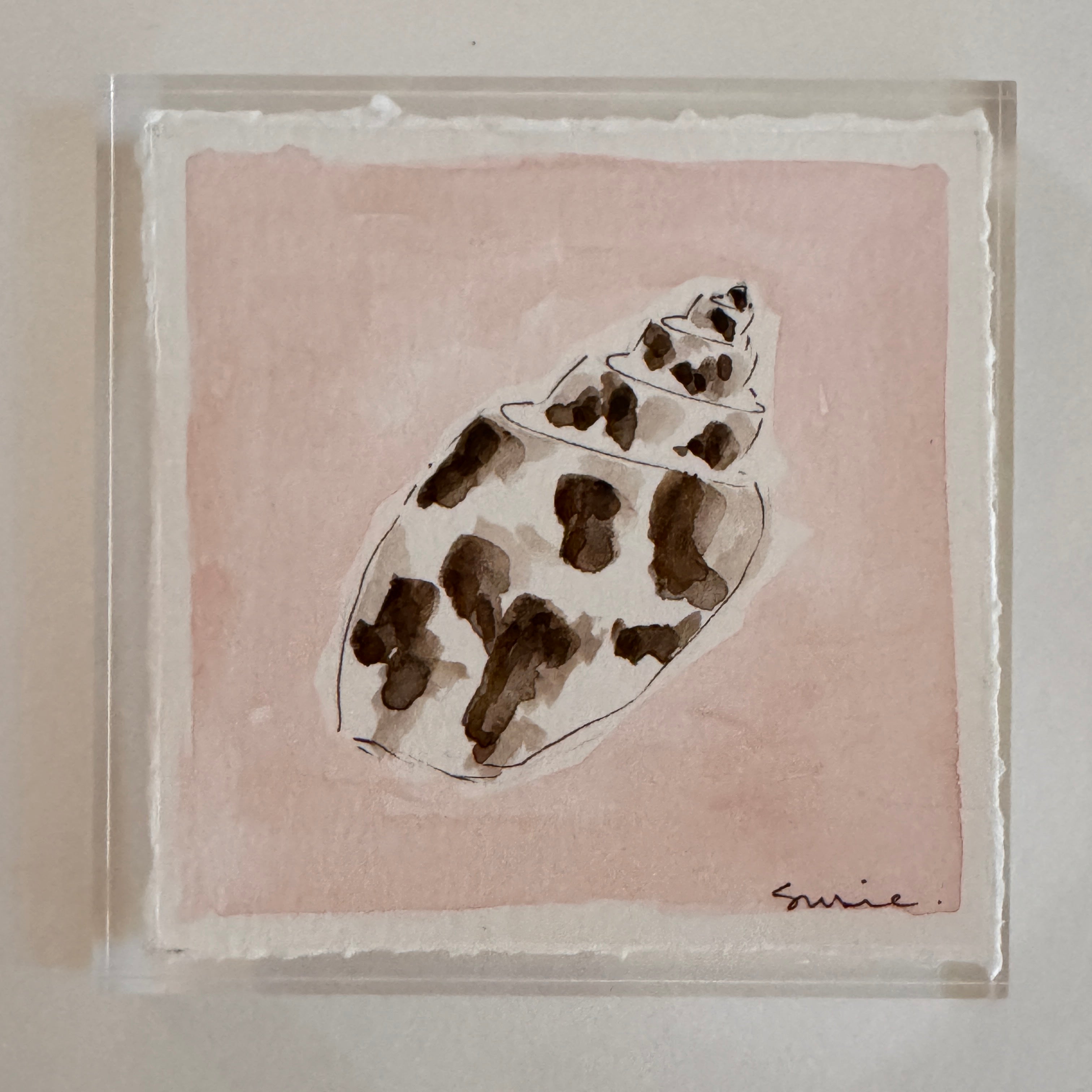 Original Seashell 16