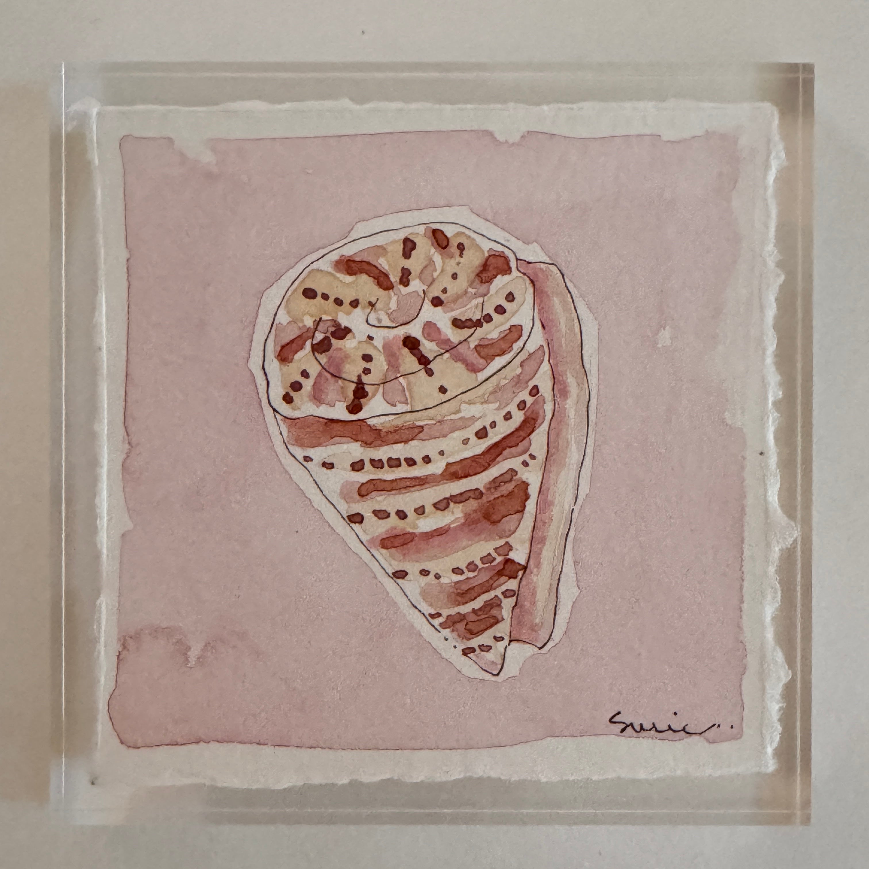 Original Seashell 22