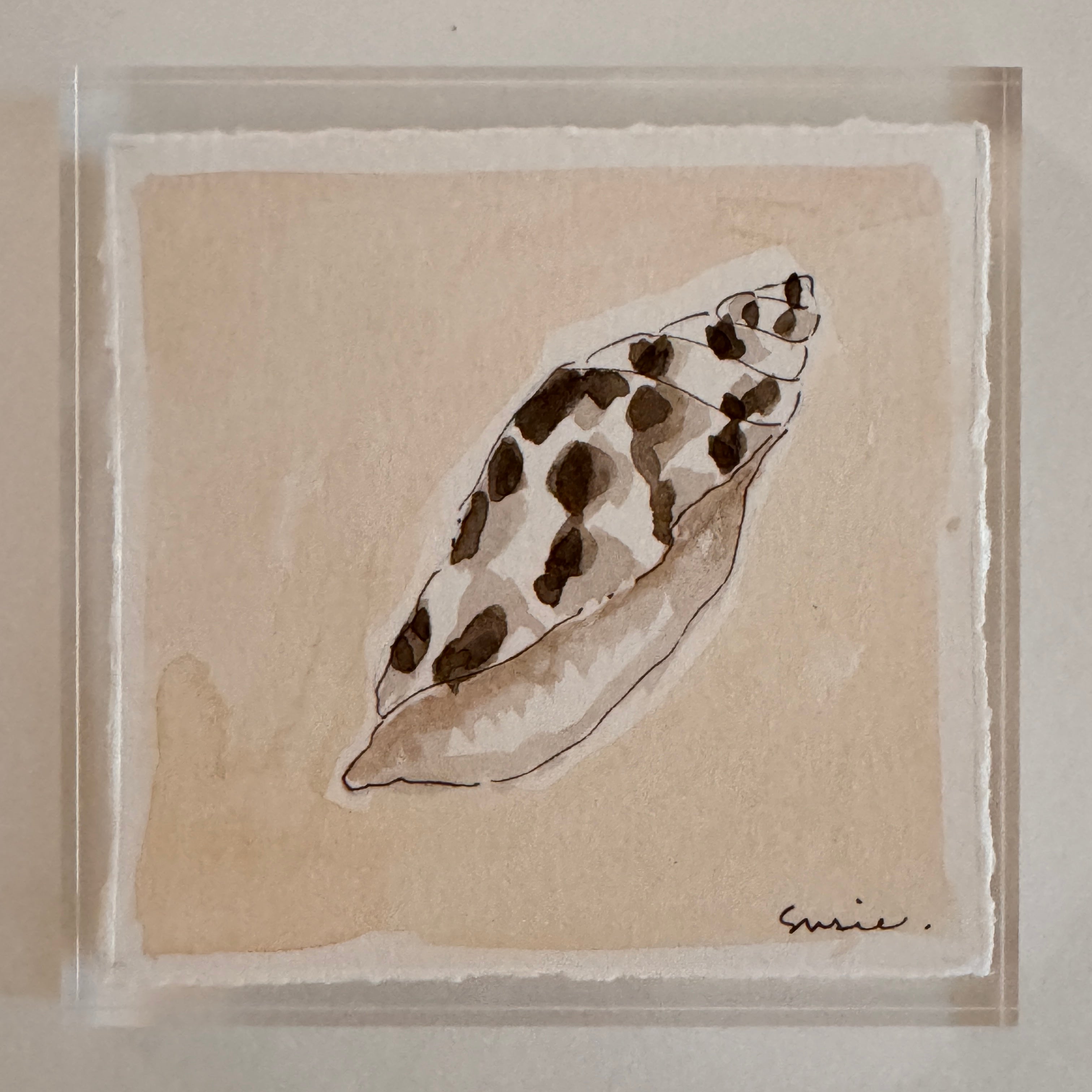Original Seashell 25