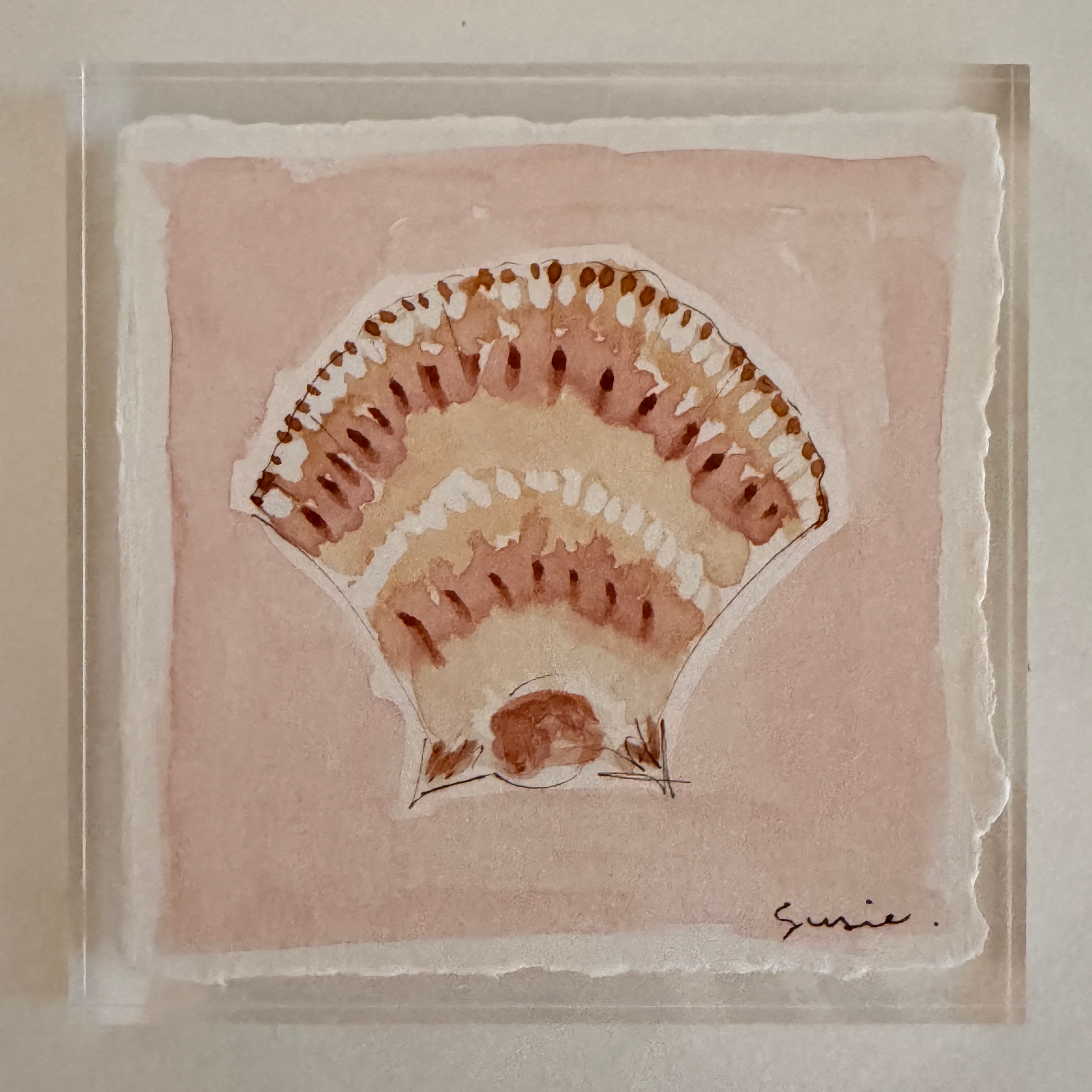 Original Seashell 35