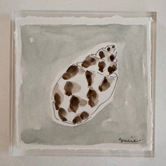 Original Seashell 37