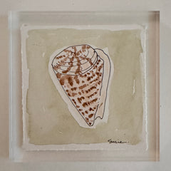 Original Seashell 38