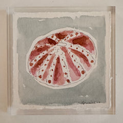 Original Seashell 41