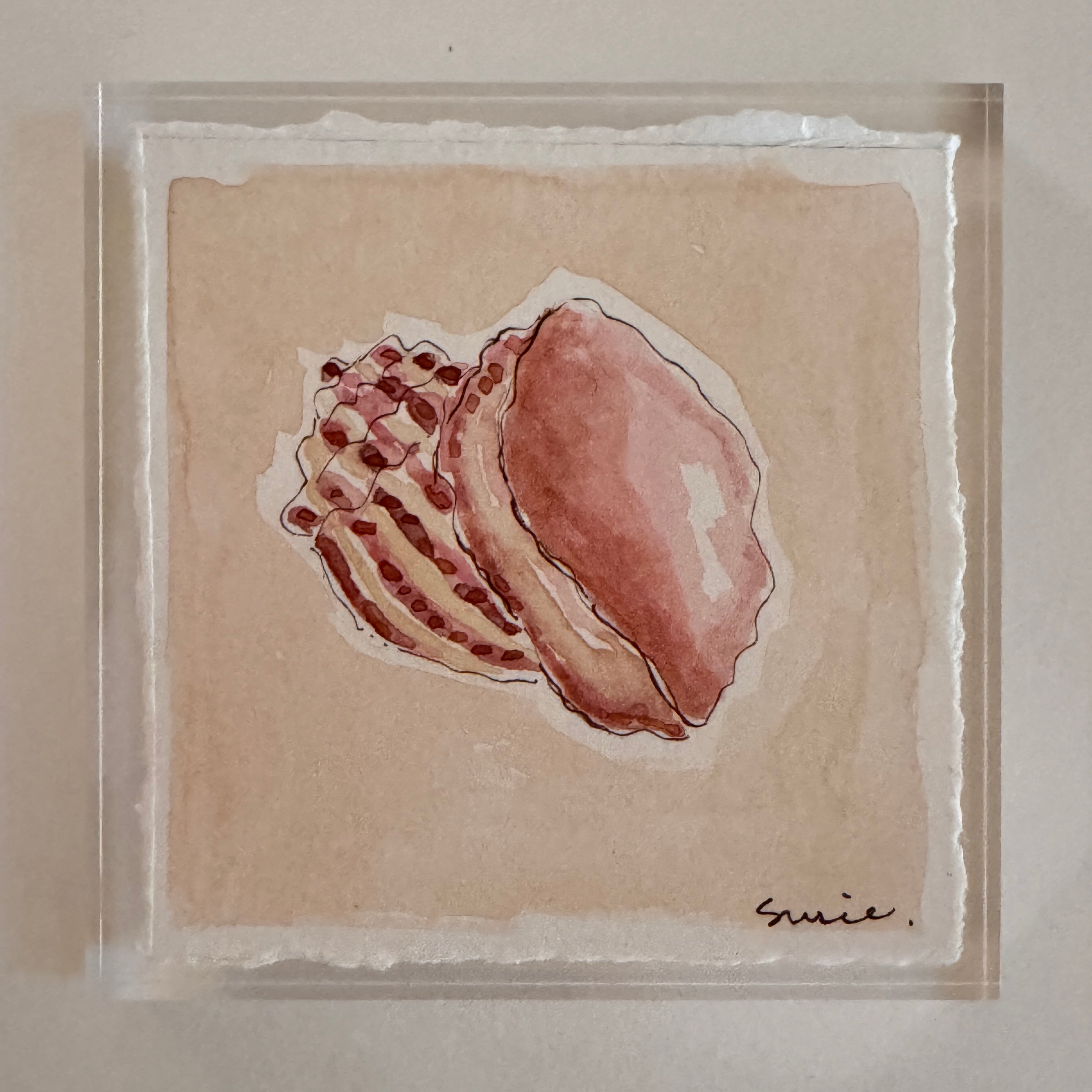 Original Seashell 8