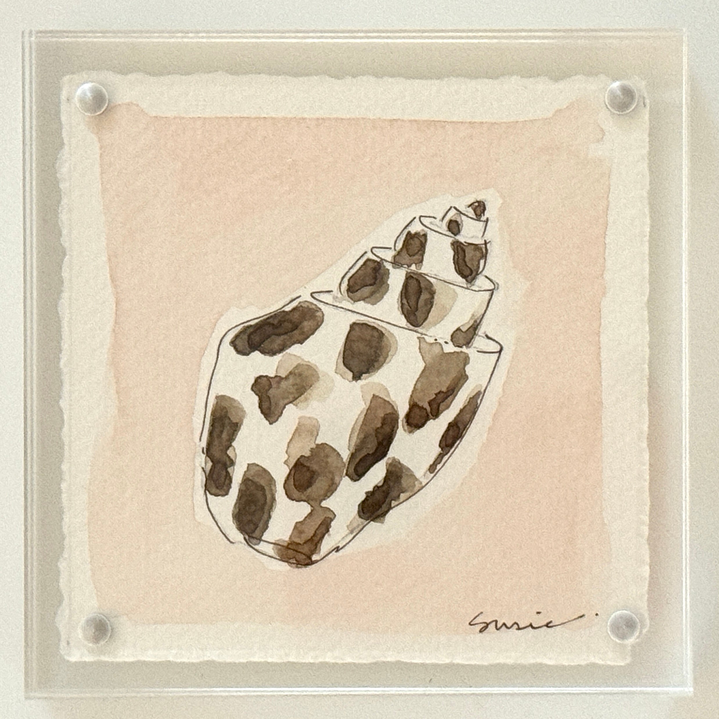 Original Susie Shell No. 1