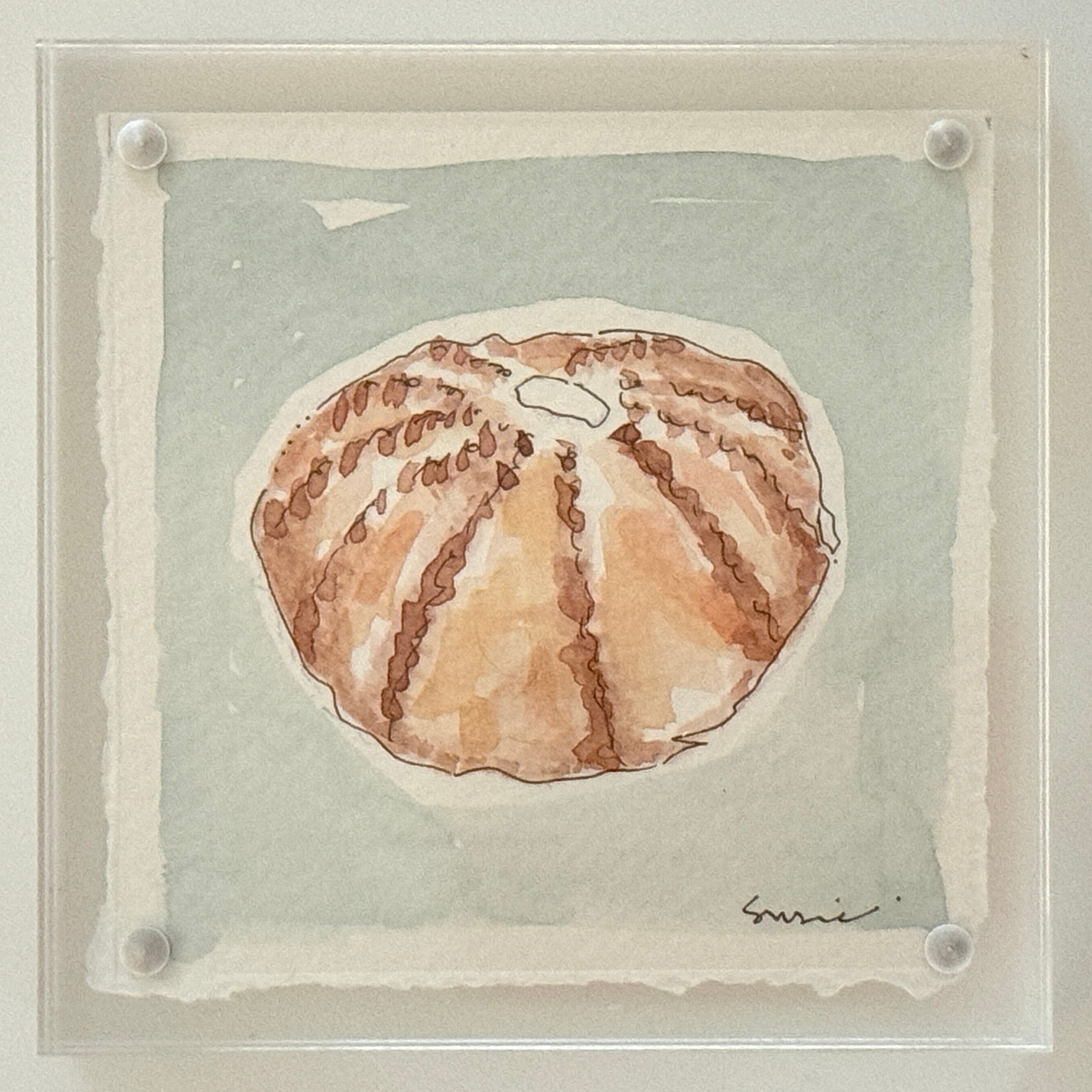 Original Susie Shell No. 10