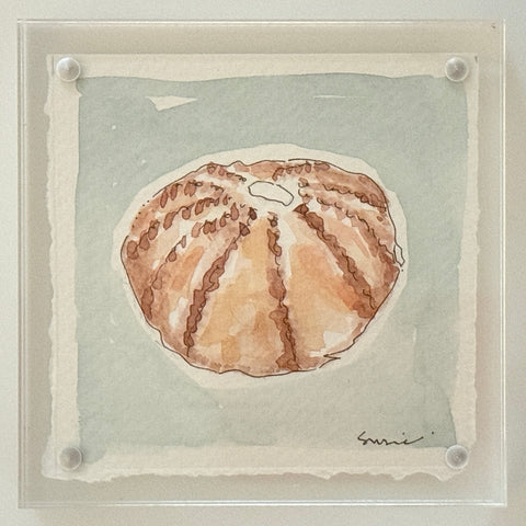 Original Susie Shell No. 10