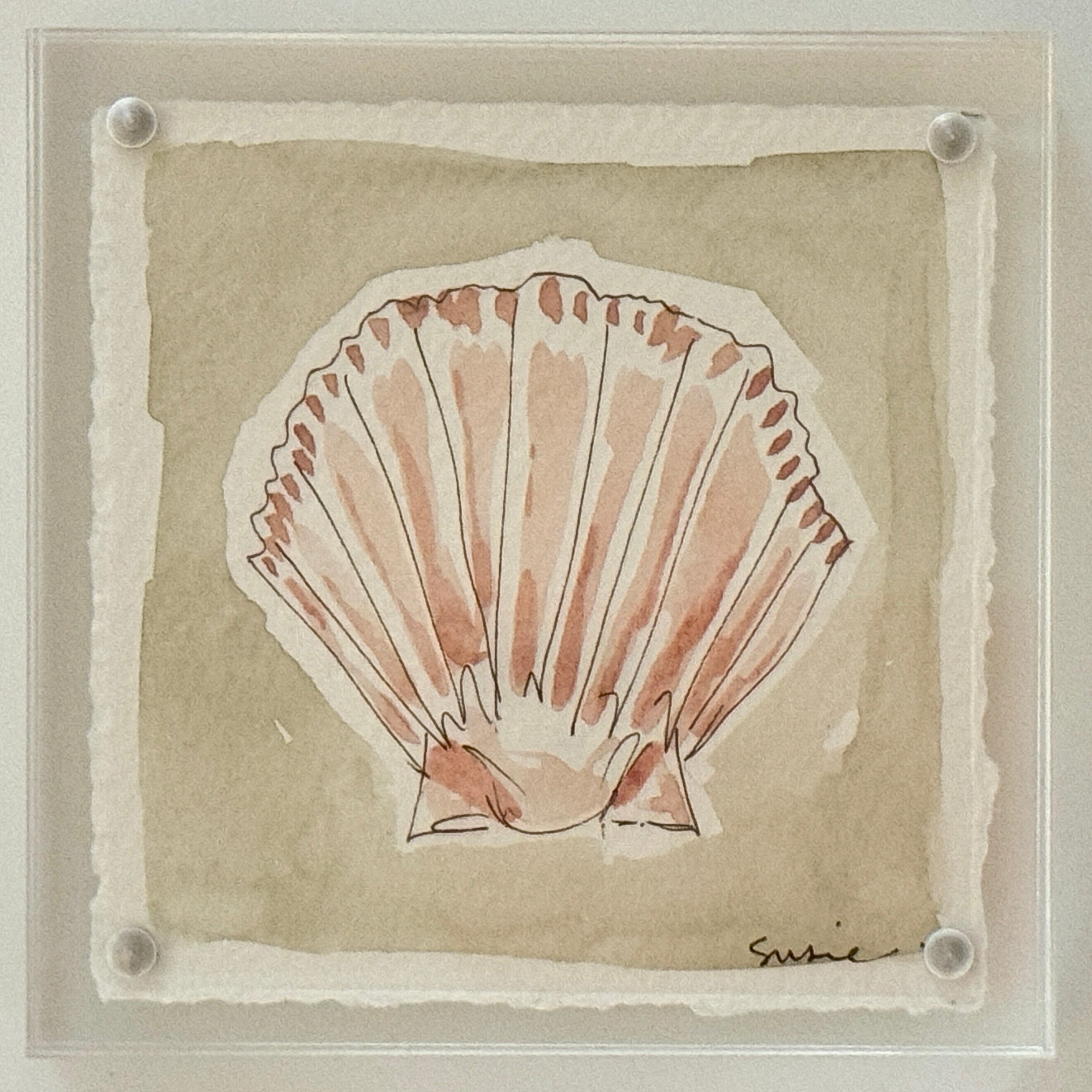 Original Susie Shell No. 11