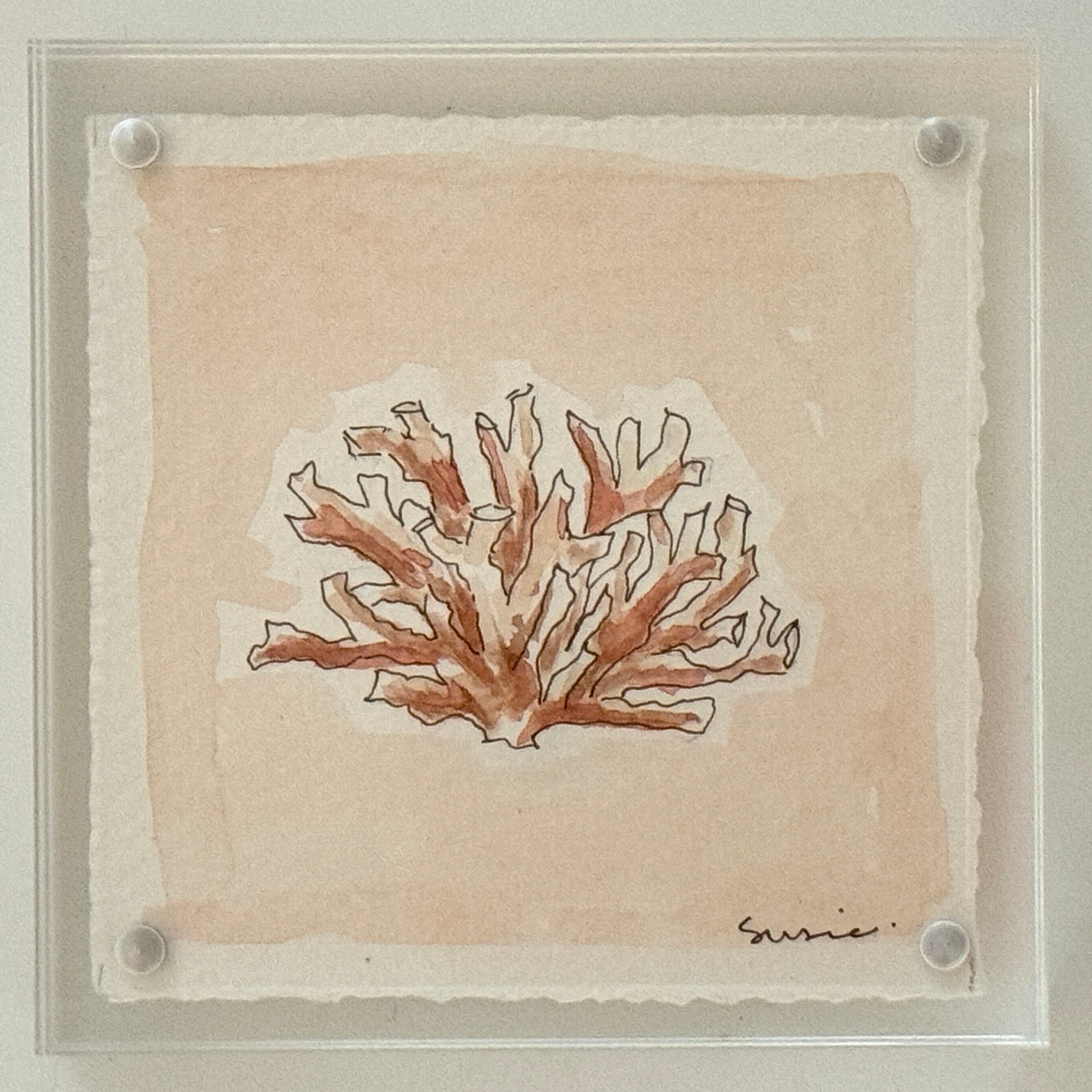 Original Susie Shell No. 12