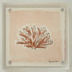 Original Susie Shell No. 12