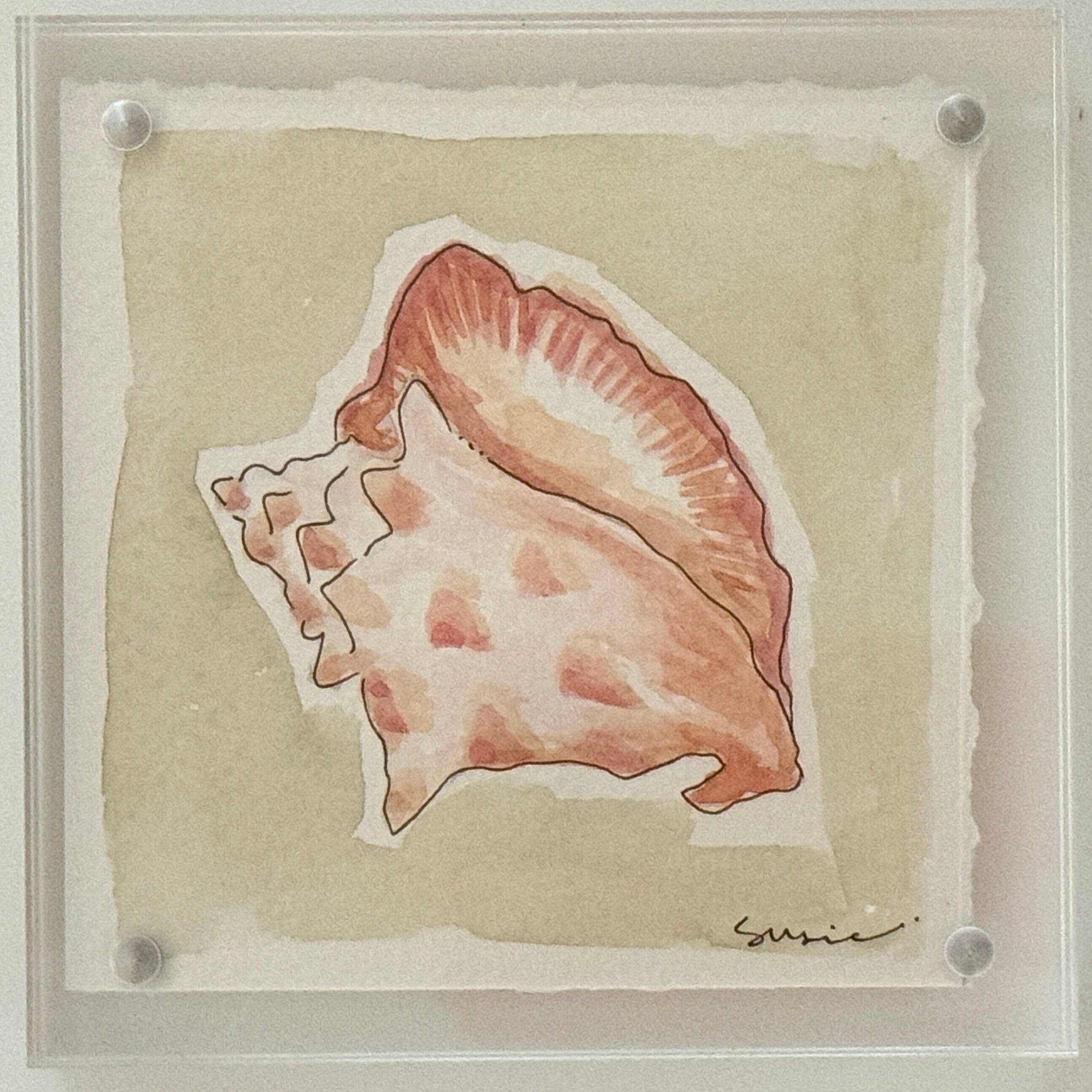 Original Susie Shell No. 13