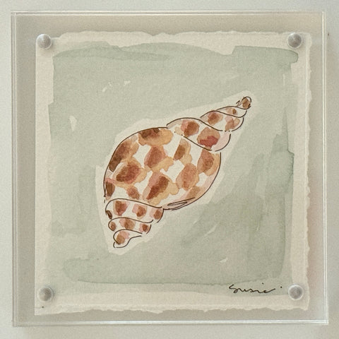 Original Susie Shell No. 14