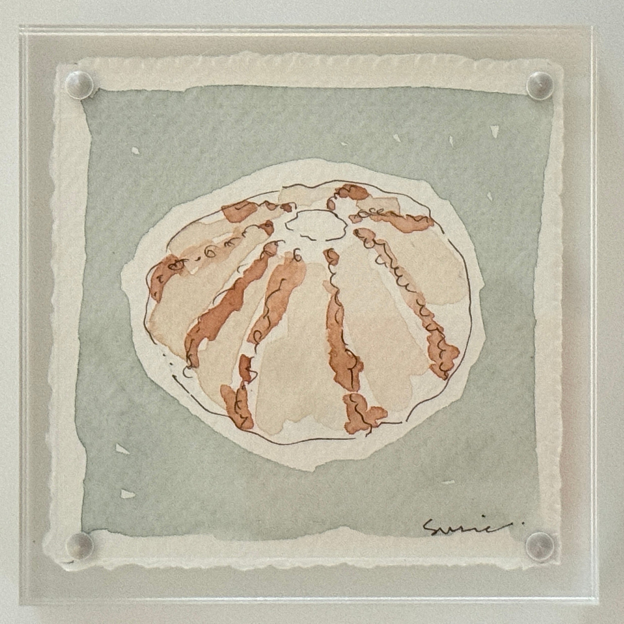 Original Susie Shell No. 15