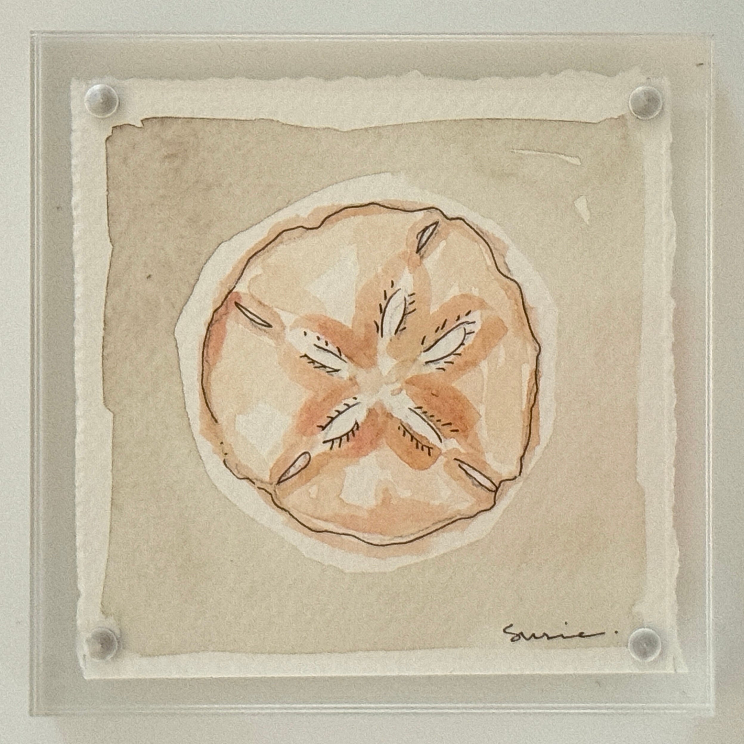 Original Susie Shell No. 16