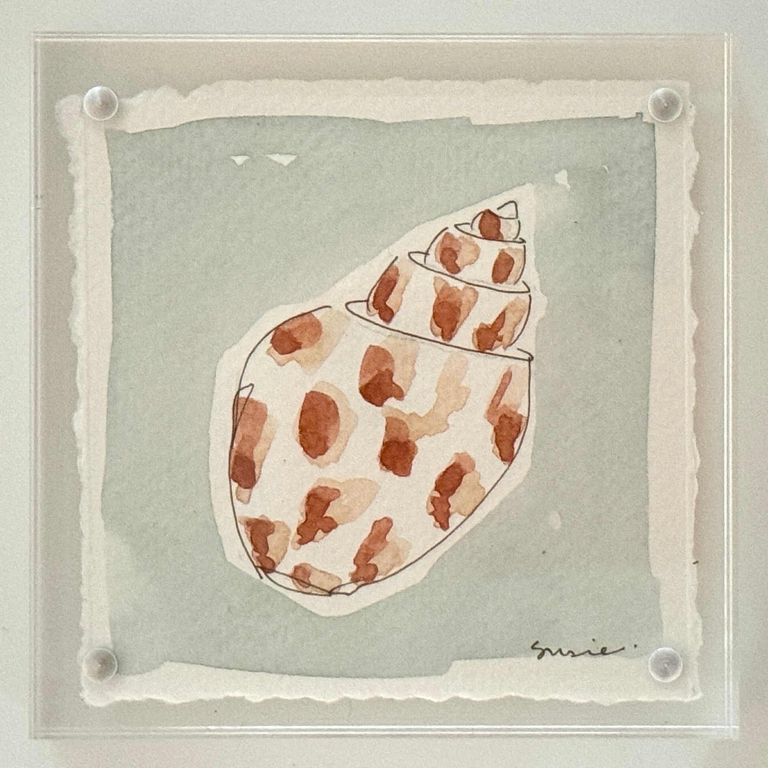 Original Susie Shell No. 17