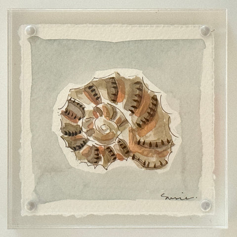 Original Susie Shell No. 19