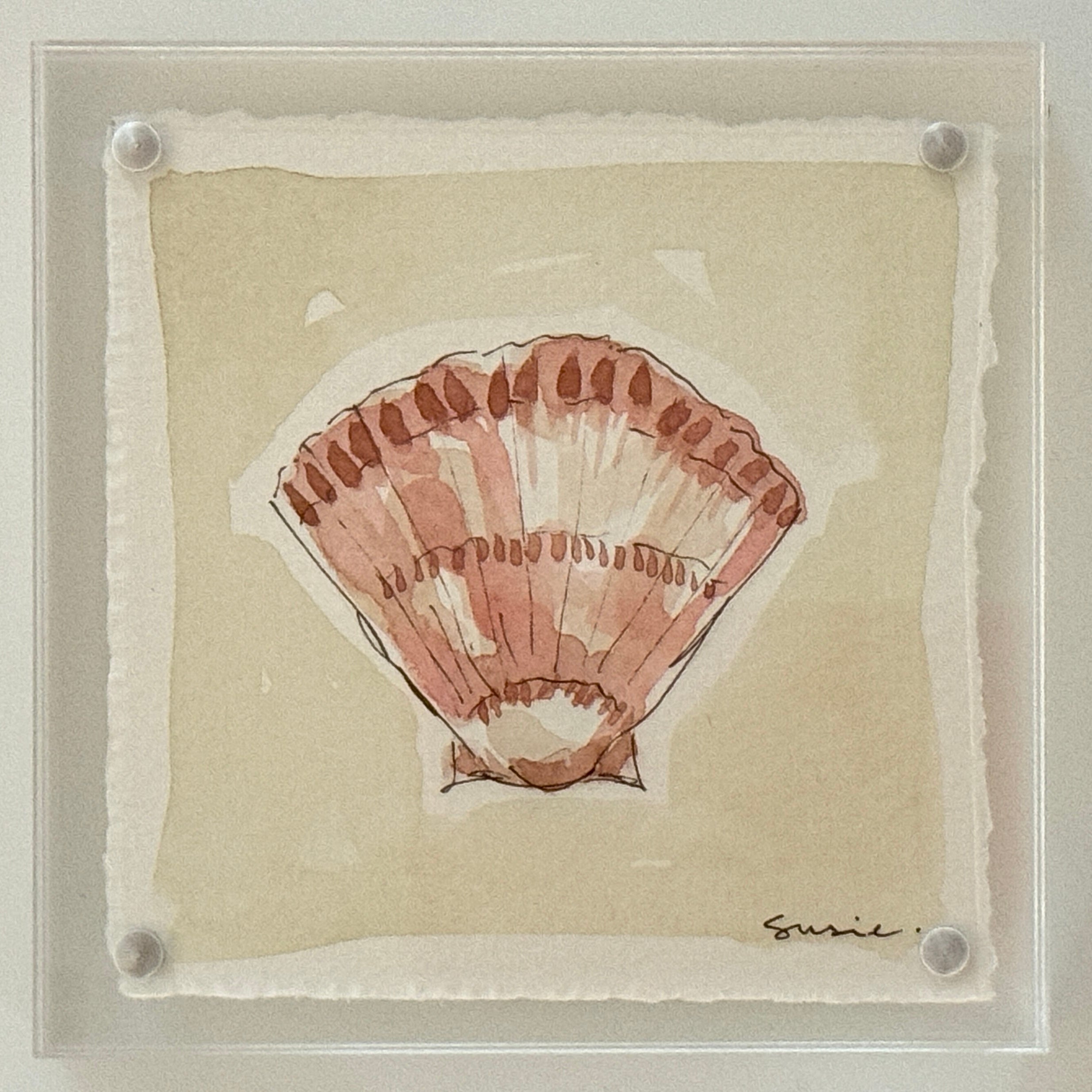 Original Susie Shell No. 2