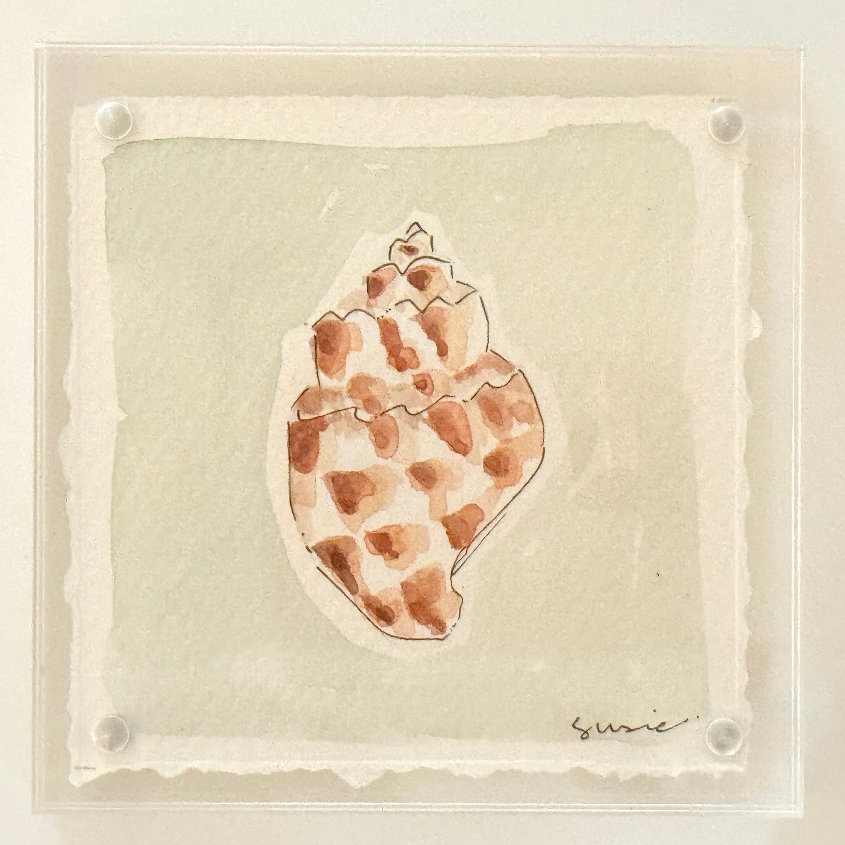 Original Susie Shell No. 22