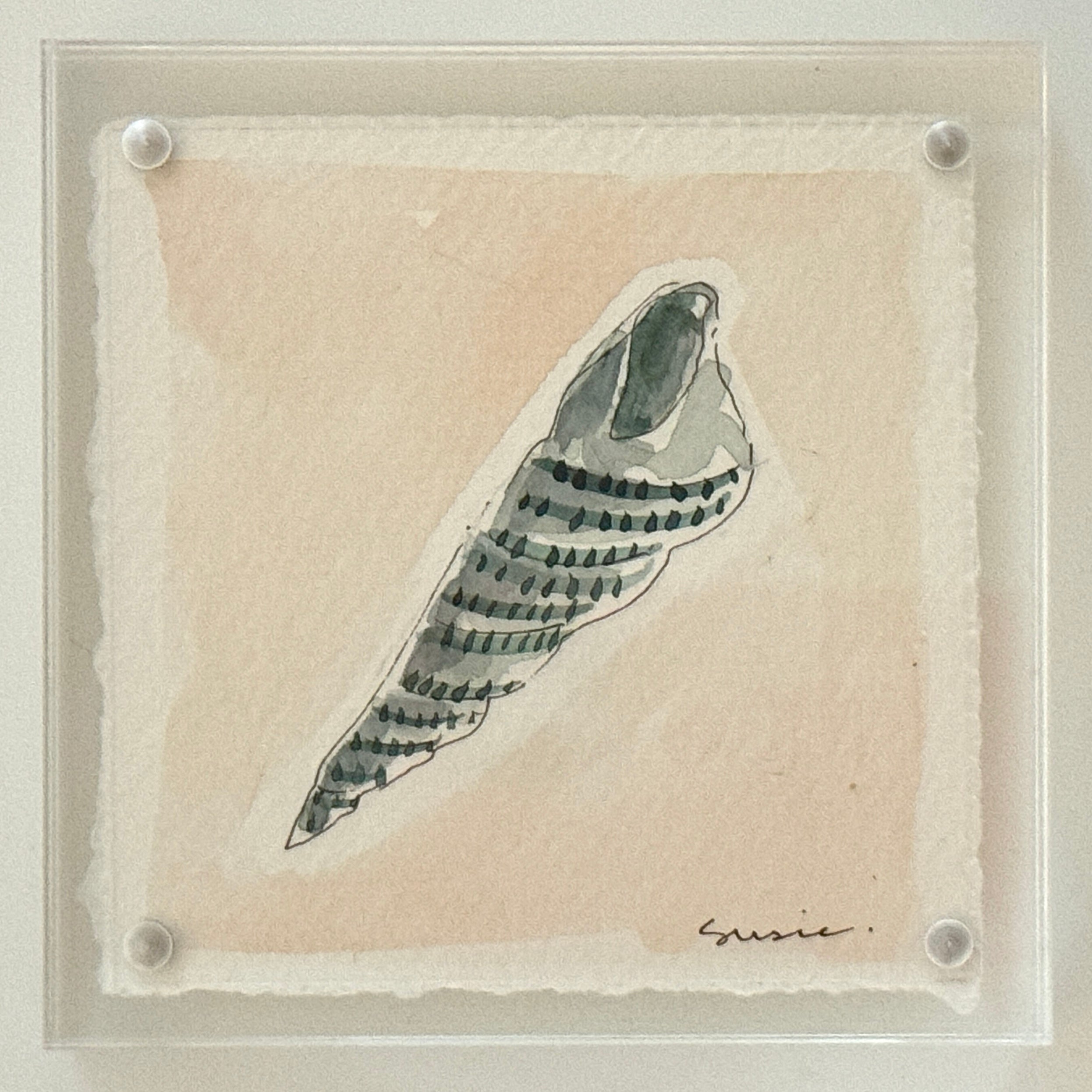 Original Susie Shell No. 24