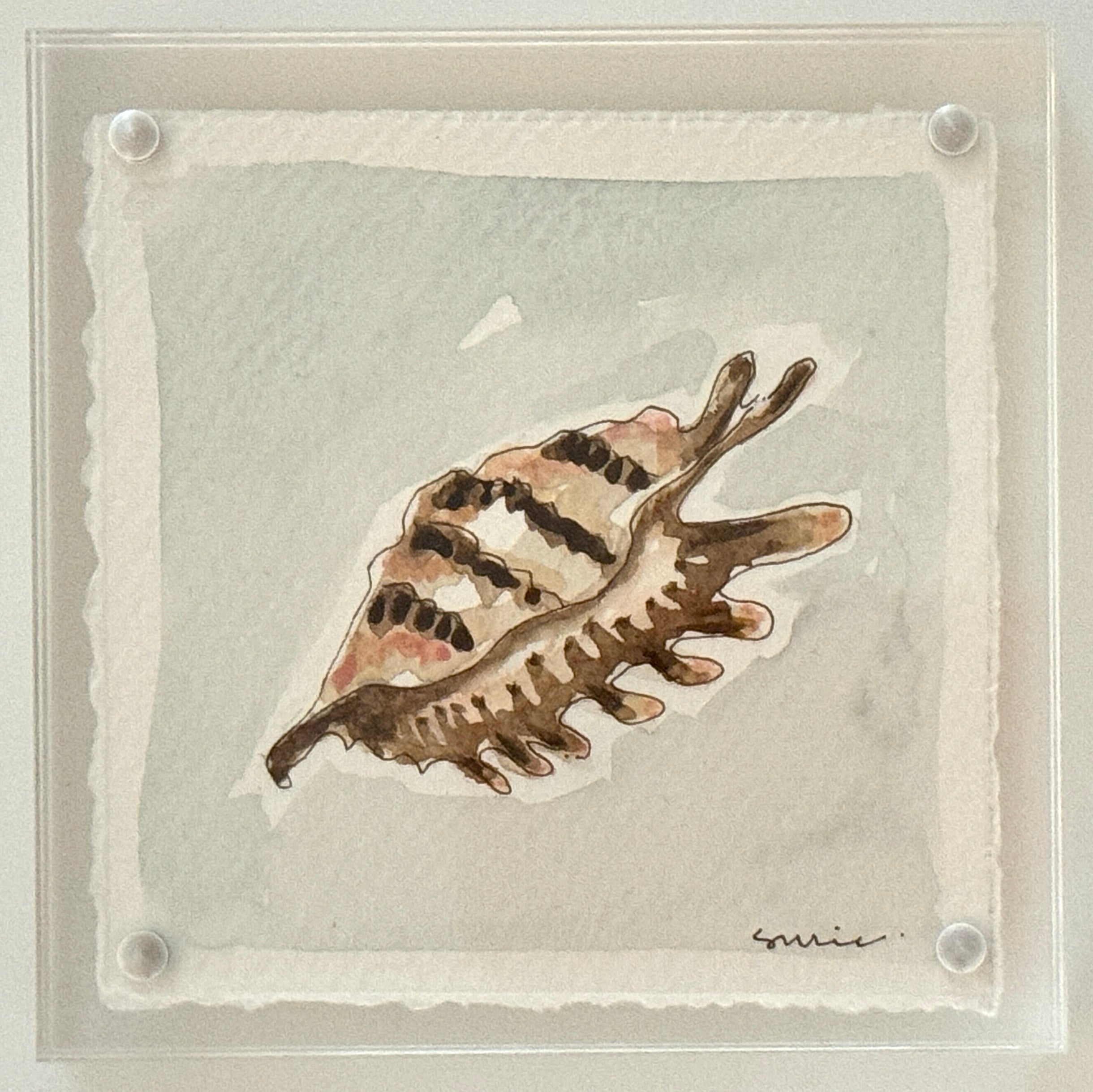 Original Susie Shell No. 4