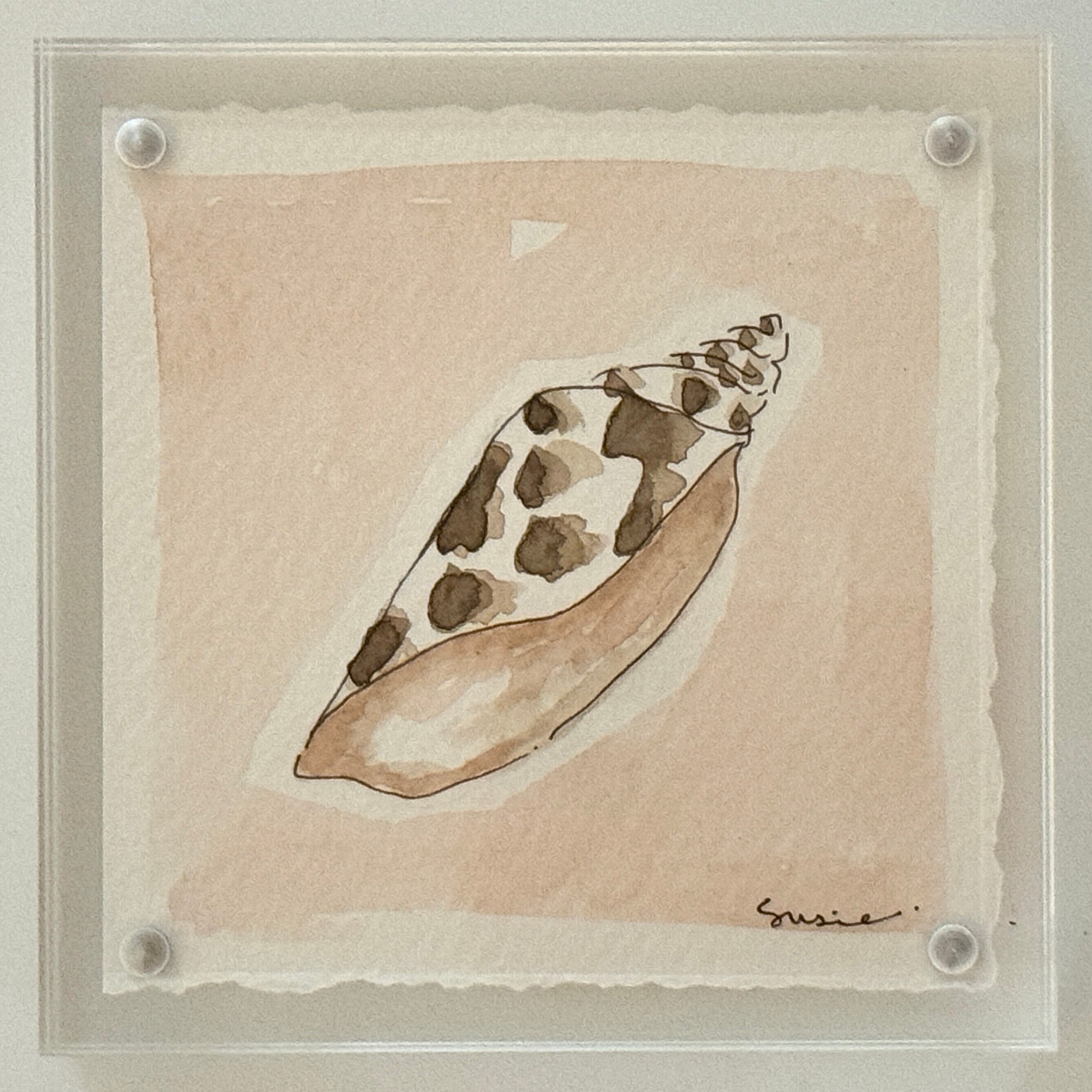 Original Susie Shell No. 6