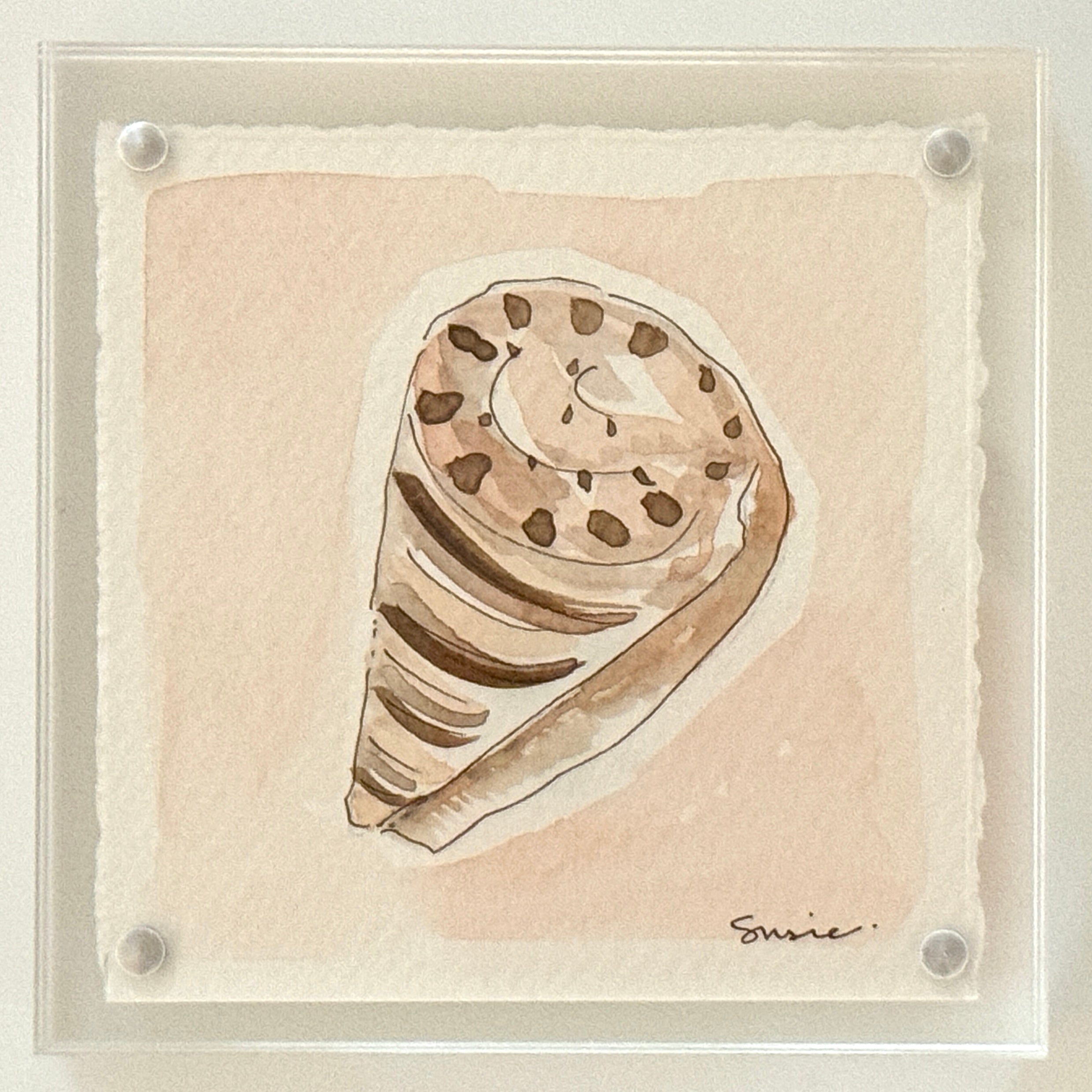 Original Susie Shell No. 7