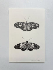 Tiger Longwing Butterflies