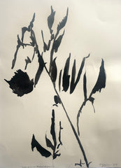 Virginia Blackberry Shadow