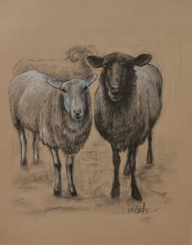 In the Barn Sheep Study